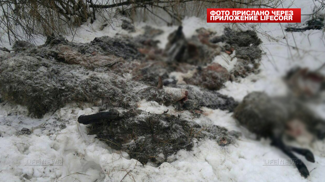 Десятки мёртвых животных найдены на обочине дороги под Москвой