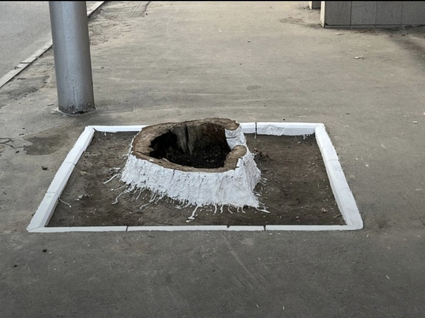 Жители Саратова обсуждают заботливо окрашенный пень в рамках благоустройства города