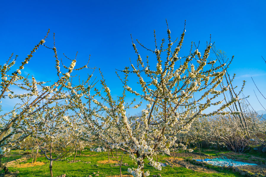 Обрезаю сад весной по правилам Мичурина: урожай собираю ведрами - все соседи спрашивают, в чем секрет