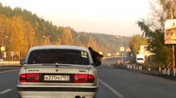 Медведь на "Волге" проездом через Урал. Видеоподробности