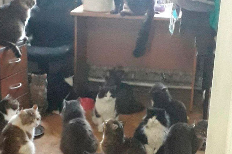 «Все пушистики погибли в огне»: в Уфе за две недели сгорел второй приют | В Уфе за две недели сгорел второй приют для животных, погибли десятки котов