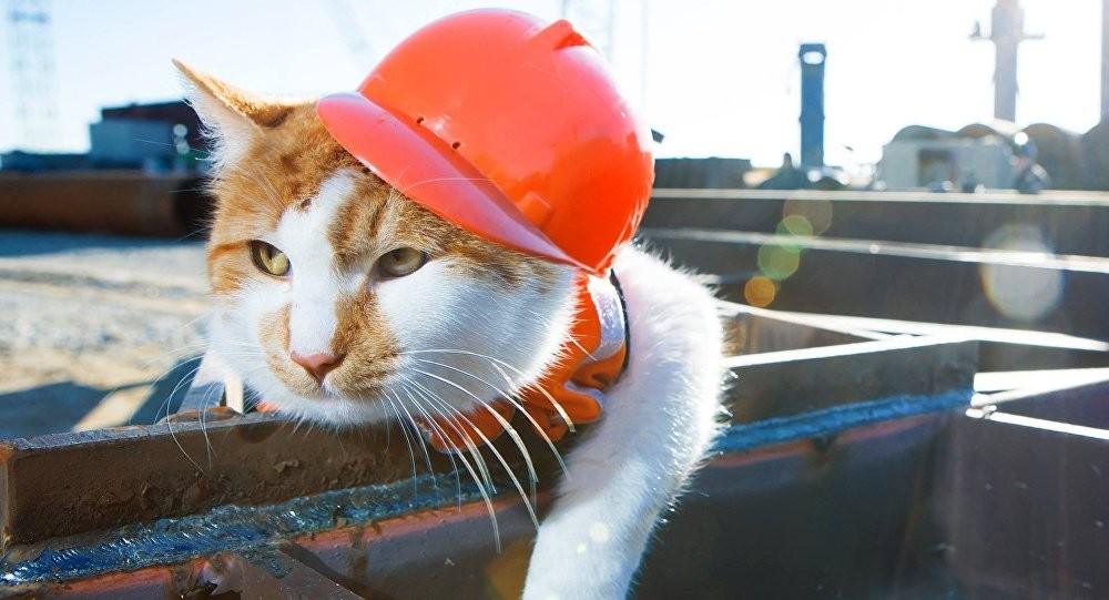 Строители доверят коту проинспектировать Крымский мост