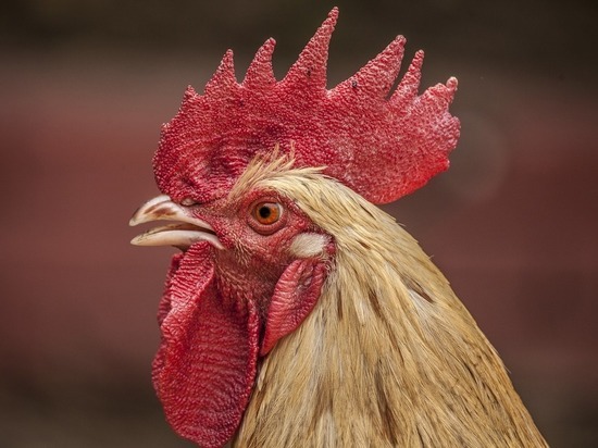 Бойцовый петух в Индии убил хозяина на птичьих боях