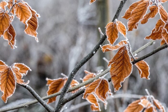 "Прощай, холод": синоптик сообщил о последних заморозках в Москве | Синоптик Леус: последние заморозки прошли в Москве 15 мая