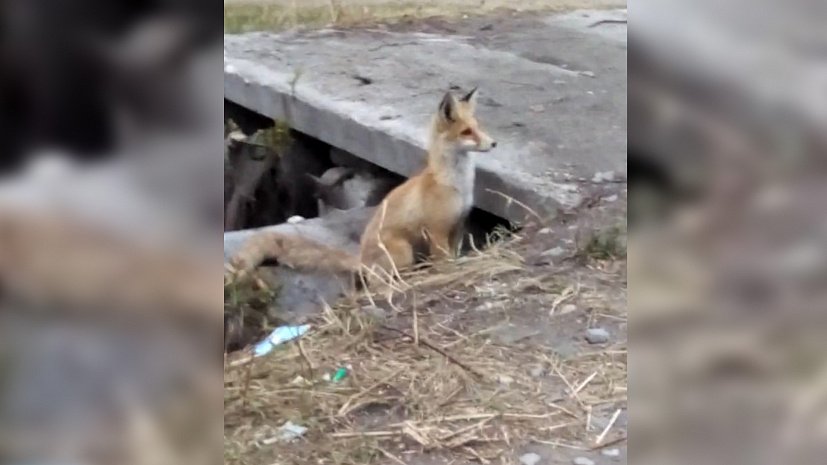 Лисица-мать привела своего детеныша к людям, чтобы его спасти. ВИДЕО