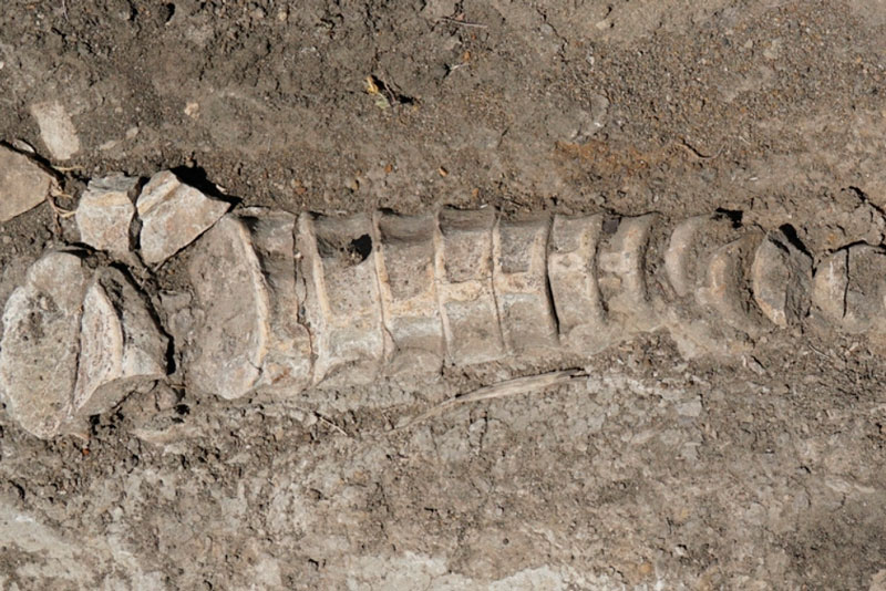 Удивительное открытие: тракторист из Самарской области нашел кости древнего ихтиозавра! | Археологическое сенсация: обнаруженный ихтиозавр в Самарской области представляет уникальную находку