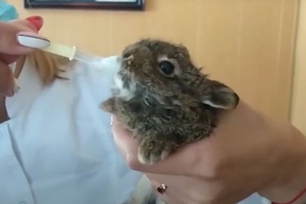 В Уфе водитель грузовика нашёл под колесом фуры маленького зайца | В Уфе дальнобойщик спас зайчонка из-под колес своей фуры