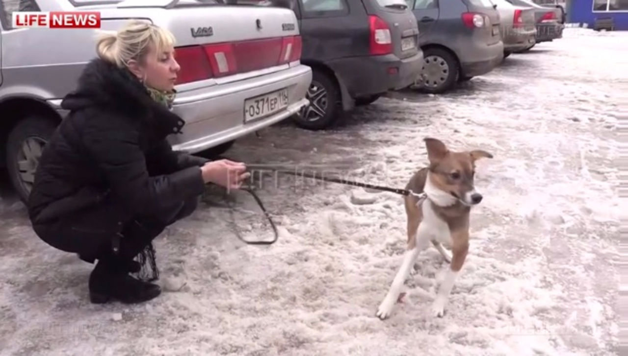 В Казани собаке провели операцию по смене пола
