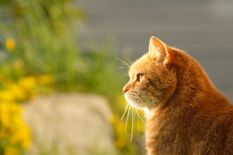 «О чём думает ваш кот?» — разработана система, которая переводит нейросигналы животных | В Чили разработали устройство для распознавания эмоций кошек