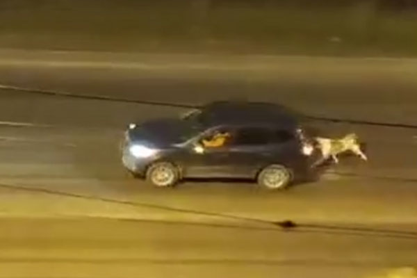 Жительница Красноярска привязала алабая к машине и заставила его бежать | В Красноярске проверят хозяйку алабая, которая привязала его к авто и поехала