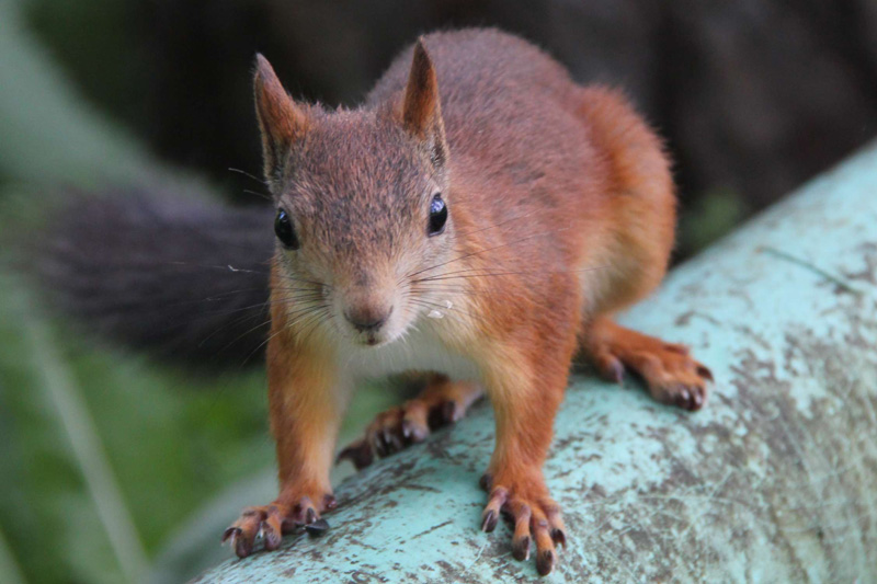 Не было бы счастья… Кризис «загнал» людей в ботанический сад!