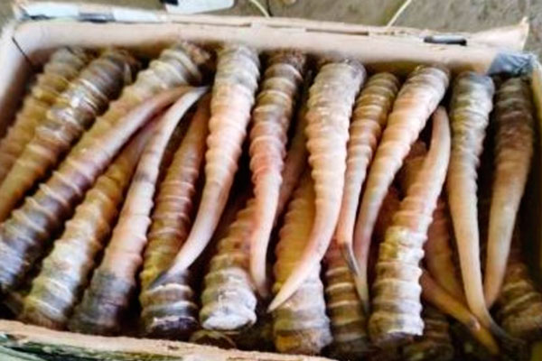 «Не знал о рогах?» - В Хабаровске таможня задержала контрабандиста с рогами сайгака | Контрабанда рогов сайгака в Хабаровске: уголовное дело против водителя автобуса