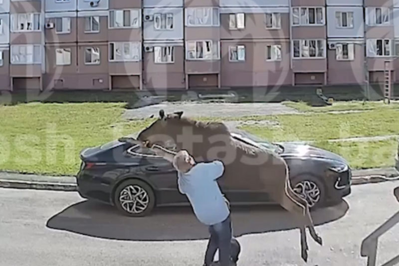 В Салавате лосёнок сбил женщину с ног в одном из дворов и убежал в лес | В Башкирии лосёнок сбил женщину с ног и убежал в лес