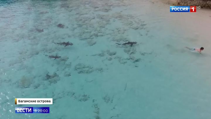 На Багамах россиянин спас ребенка от акул