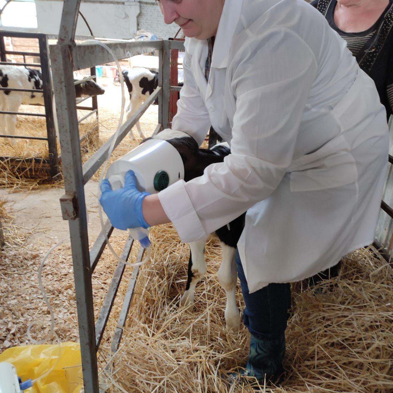 Мордовские учёные изобрели ингалятор для телят