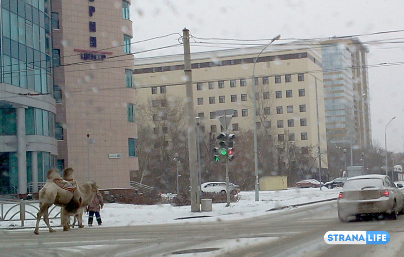 «Корабль пустыни» в снег и мороз «проплыл» по центру Екатеринбурга