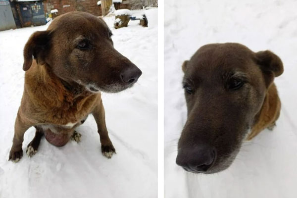 Опухоль размером с дыню: в Калининграде собирают средства на операцию собаке, которая годами терпела боль