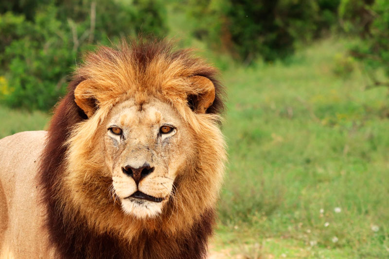 Нападение львов на Олега Зубкова в парке «Тайган»: подробности инцидента | Львы напали на директора парка «Тайган» в Крыму