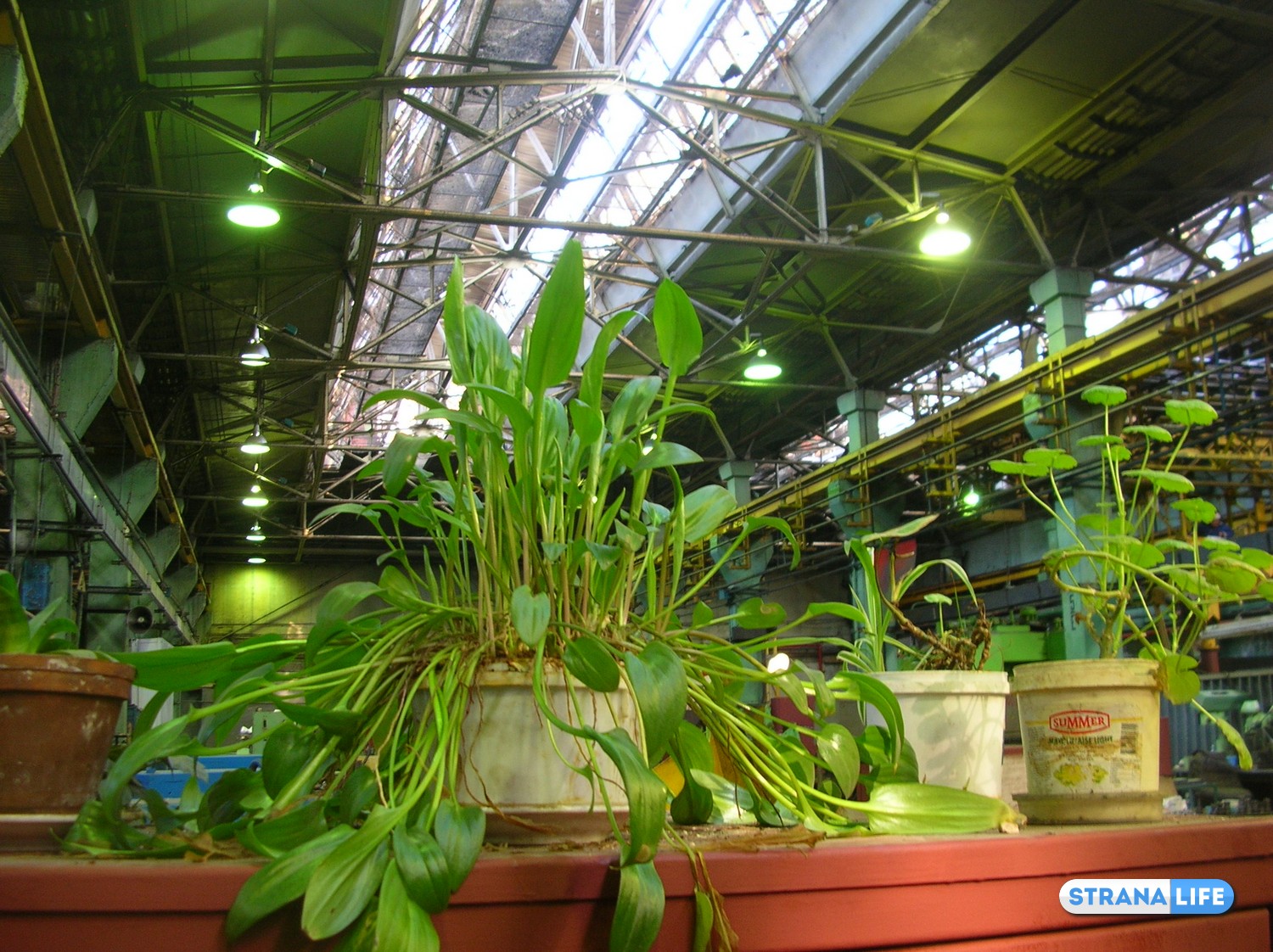 Производственное новшество: вместо запаха машинного масла – аромат цветов