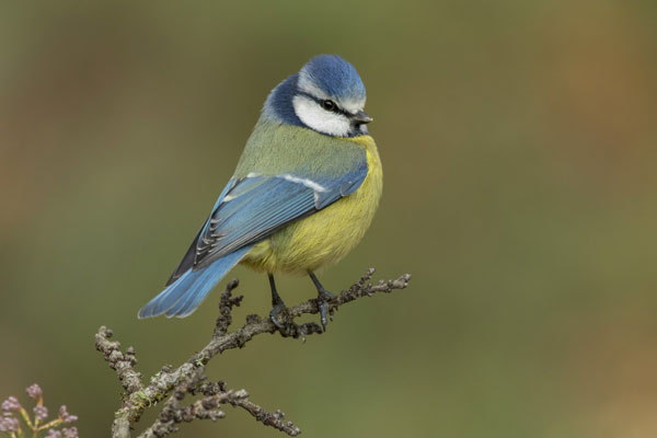 Замминистра объяснил, почему обматерил волонтеров, спасающих птиц в Анапе | Замминистра Урайкин извинился за скандал в волонтерском центре