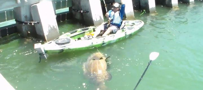 Рыбак поймал на удочку 250-килограммового окуня. Видео