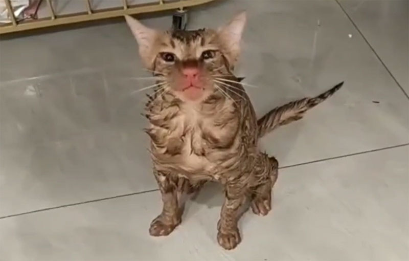 В Китае женщина случайно постирала кота в стиральной машине. Видео | Кот пережил стирку в машине и отделался лёгкими травмами