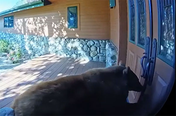 В Калифорнии медведица с детенышем залезли в дом и обчистили холодильник | Медведица с детенышем обчистили холодильник в доме в Калифорнии