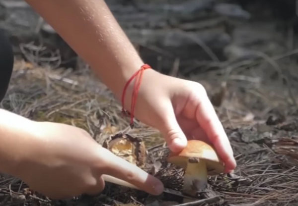 Россиянам рассказали, за сбор каких грибов можно угодить в тюрьму | RT: за сбор и продажу краснокнижных грибов россиянам грозит до 9 лет тюрьмы