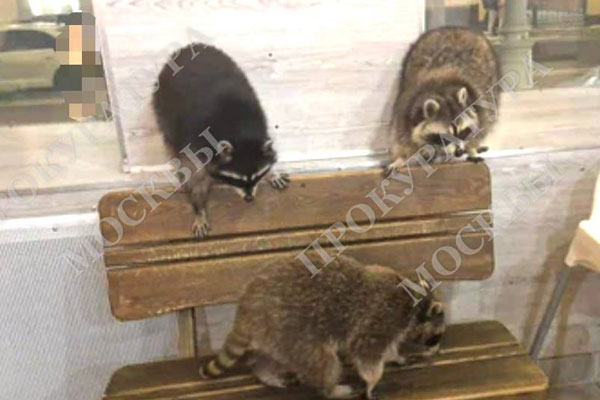 В Москве енот напал на 16-летнюю девочку в антикафе с животными 