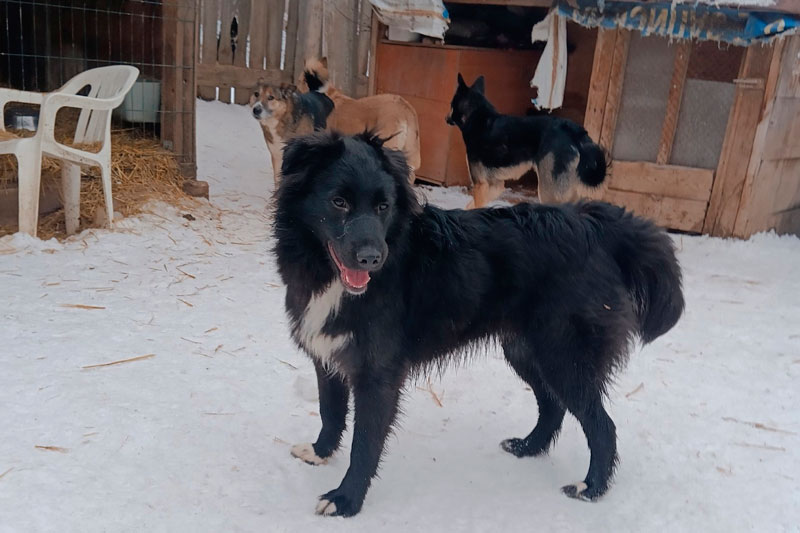 Ветеринар ответил на идею депутата варить мыло из бездомных собак | Ветеринар Шеляков не поддержал идею депутата Цеда делать мыло из бездомных собак