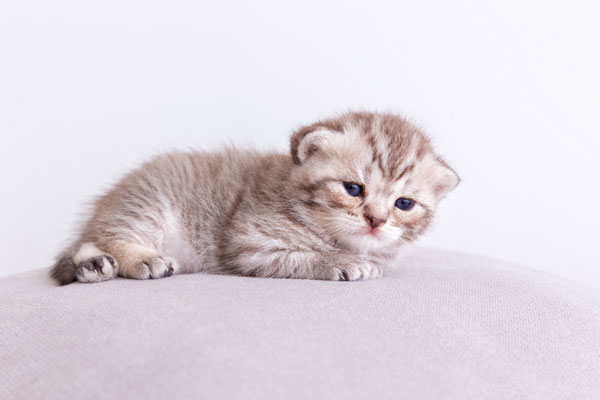 Мать приказала детям закопать заживо котёнка в Подмосковье | В Видном спасли котёнка, которого дети пытались закопать заживо по приказу мамы