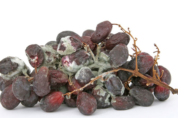 Удар по всему организму: врач рассказала об опасности плесени на продуктах | Врач Помойнецкая: плесень на продуктах вредит печени и лёгким