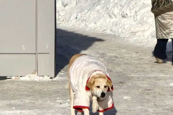 Сургутчане сделали звездой бездомную собаку, наряжая ее в морозы