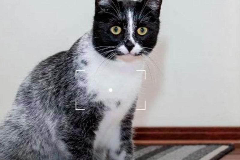 Генетическая загадка: ученые раскрыли секрет лакричных кошек в Финляндии | Открытие в мире кошачьих: гены формируют уникальный окрас шерсти