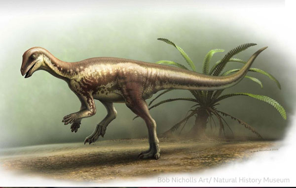 Ученые нашли новый вид динозавра: он был размером с лабрадора и жил на территории США | Британские ученые открывают новый вид динозавра: «таинственный бегун» размером с лабрадора