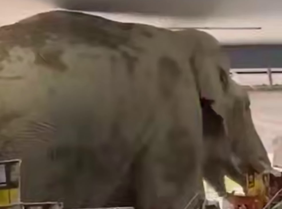 Слон вломился в магазин в Таиланде ради сладкого печенья и бананов | В Таиланде слон зашел в магазин и напугал местных жителей