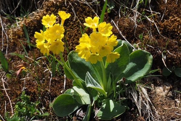 Лишение свободы до двух лет: дачникам назвали запрещённые растения | Юрист Локтионова: за трёхцветную ипомею на даче грозит штраф до 5 тысяч рублей