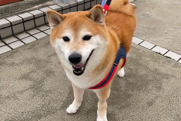В Гонконге умерла сиба-ину, известная по мему Cheems