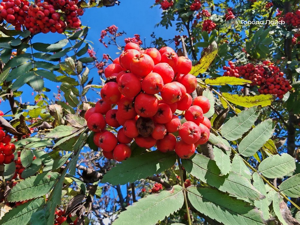 Можно ли есть рябину без вреда: мнение диетолога | Диетолог Бобровский рассказал о пользе и рисках ягод рябины