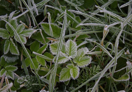 Шесть регионов России накроют заморозки в ночь на 21 июня