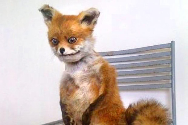 Упоротый лис едет в Санкт-Петербург