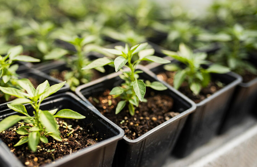 Сажаю по 2 семечки на стакан: больше не мучаюсь с пикировкой и подкормкой: рассада гигантских томатов растет сама