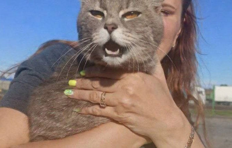 Кот-путешественник из Ленобласти спасен в порте Балтийска после недельного переплыва | Кот из Ленобласти неделю плыл до Калининграда в контейнере грузового судна