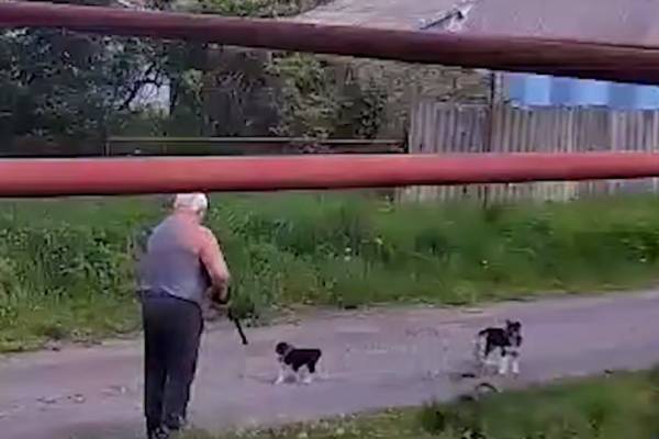 В ставропольском хуторе задержали мужчину, выстрелившего в щенка из ружья | Россиянин расстрелял безобидного щенка и был задержан