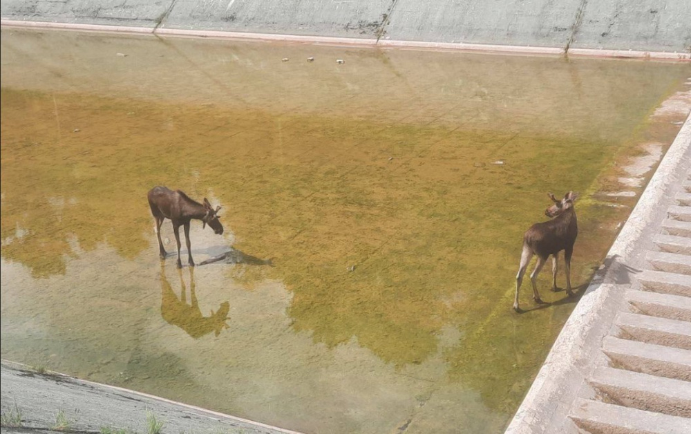 Два лося застряли на водохранилище в Истре: спасатели помогли животным выбраться | В Истре спасли двух лосей, застрявших на водохранилище