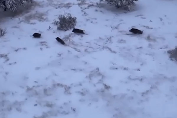 Отец российского мэра гонял испуганных животных на вертолете и попал на видео