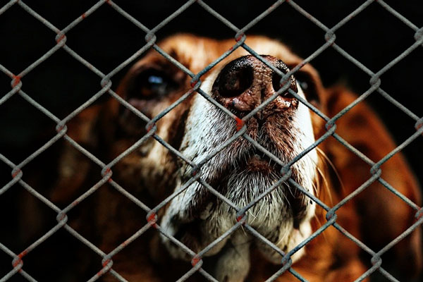 "Халатность": в Дагестане стая собак насмерть загрызла пенсионерку | В Дагестане собаки загрызли женщину