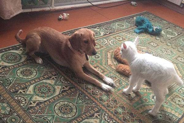 Шлёпа и козлёнок — самая милая пара этого месяца