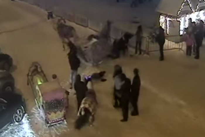 В Перми бешеная лошадь затоптала женщин