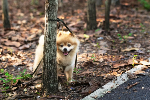 В России застройщиков хотят обязать создавать собачьи площадки